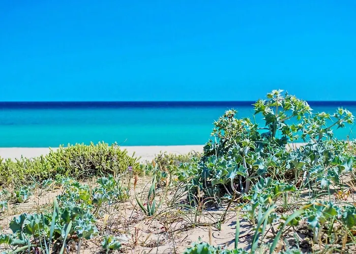 In Near White Beaches Daire